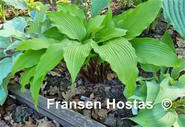 Hosta Red Dragon