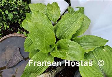 Hosta Red Dragon
