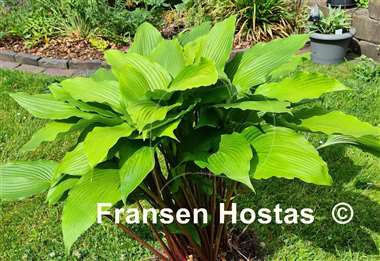 Hosta Red Dragon