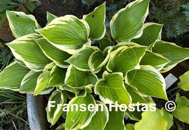 Hosta Red Hot Poker