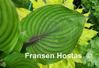 Hosta Red Racer