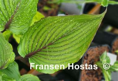 Hosta Red Racer