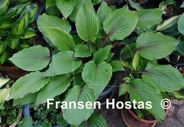 Hosta Red Racer