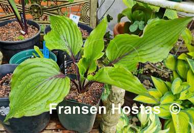 Hosta Red Racer