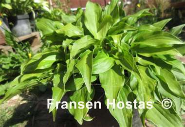 Hosta Red Salamander