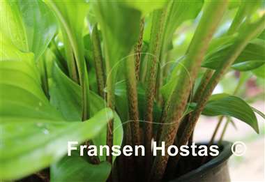 Hosta Red Salamander