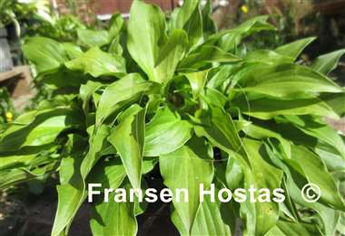 Hosta Red Salamander