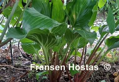 Hosta Red Stepper