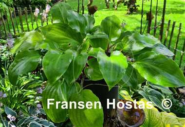 Hosta Red Stepper
