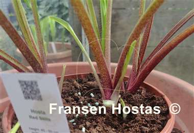 Hosta Red Stilts