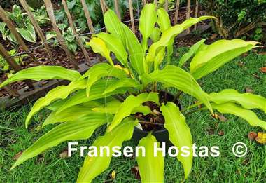 Hosta Red Stilts