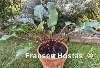 Hosta Red Titanium