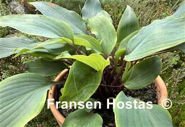 Hosta Red Titanium