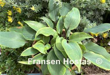 Hosta Red Titanium