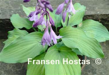 Hosta Red Wine Fries
