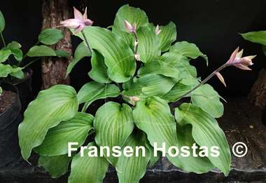 Hosta Red Wine Fries