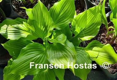 Hosta Red Wine Fries
