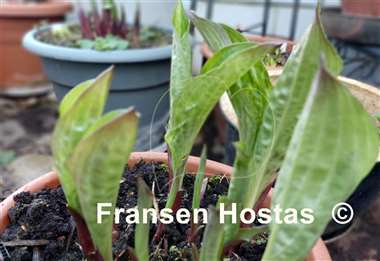 Hosta Redback Tavern 