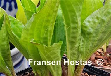 Hosta Redback Tavern