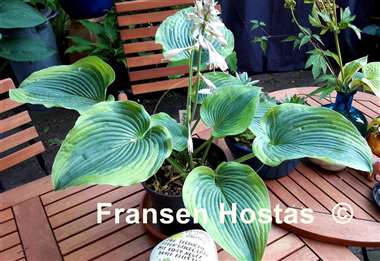 Hosta Reflected Glory