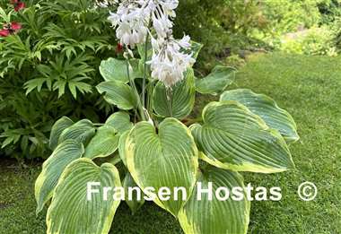 Hosta Reflected Glory