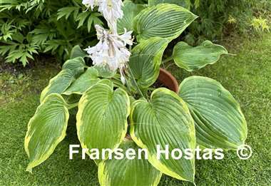 Hosta Reflected Glory