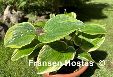 Hosta Reflected Glory