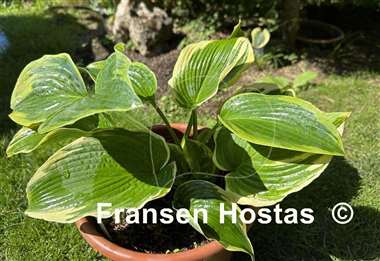 Hosta Reflected Glory