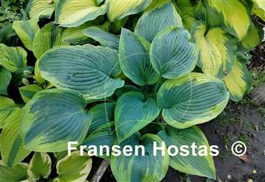 Hosta Reflected Glory