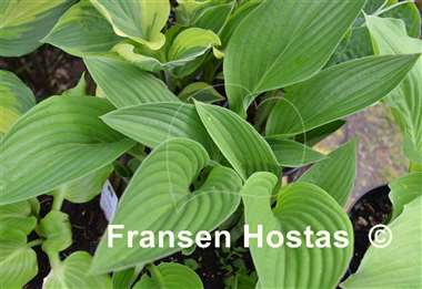 Hosta Regal Rhubarb