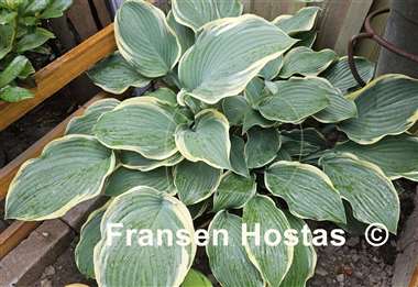 Hosta Regal Splendor
