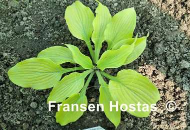 Hosta Relentless