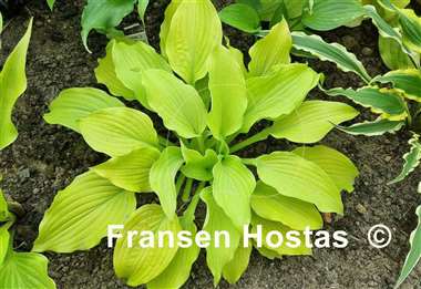 Hosta Relentless