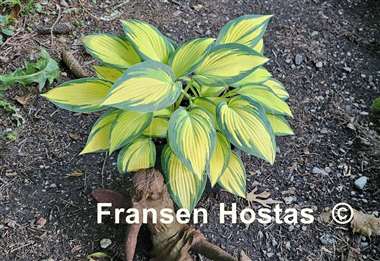 Hosta Remember Me
