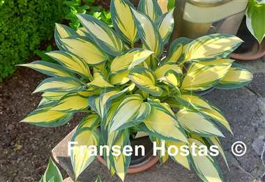 Hosta Remember Me