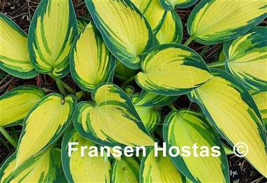 Hosta Remember Me