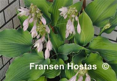 Hosta Restless Sea