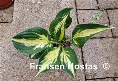 Hosta Revolution