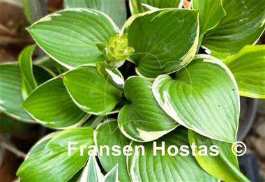 Hosta Rhino