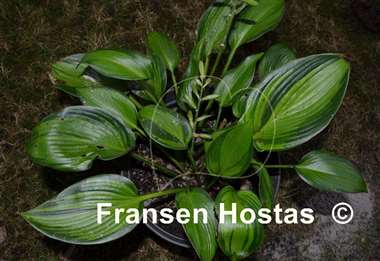 Hosta Rifnik