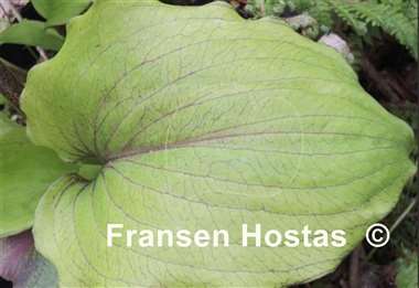 Hosta Rikishi