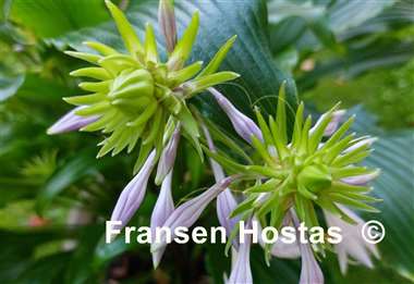 Hosta Ringtail 