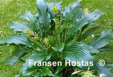 Hosta Ringtail 