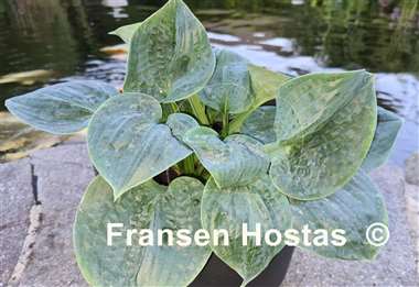 Hosta Ripped