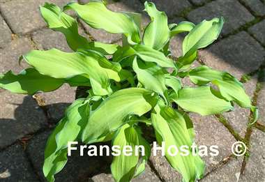 Hosta Ripple Effect