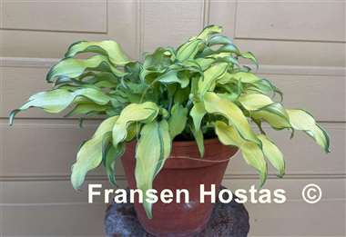 Hosta Ripple Effect