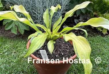 Hosta Ripple Fever