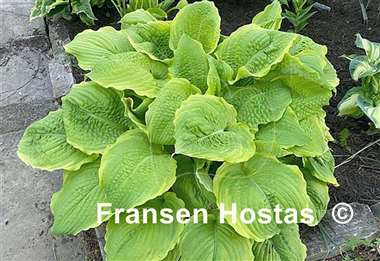 Hosta Rising Star