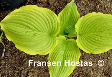 Hosta Rising Star