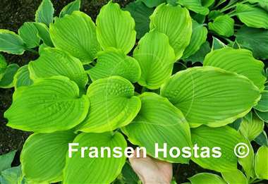 Hosta Rising Star